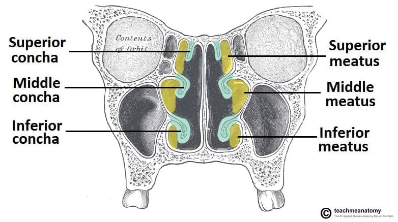 Coronal Section Of Nasal Cavity Conchae And Meatuses