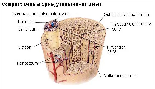 Cross Section Diagram Of A Bone Showing The Outer Layer Of Compact Bone