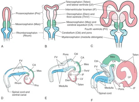 Development Of The Ventricular System 1