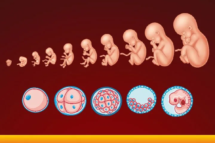 Developmental Anatomy