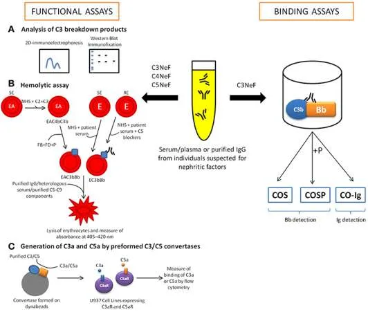Diagnosis Of Nephritic Syndrome 1
