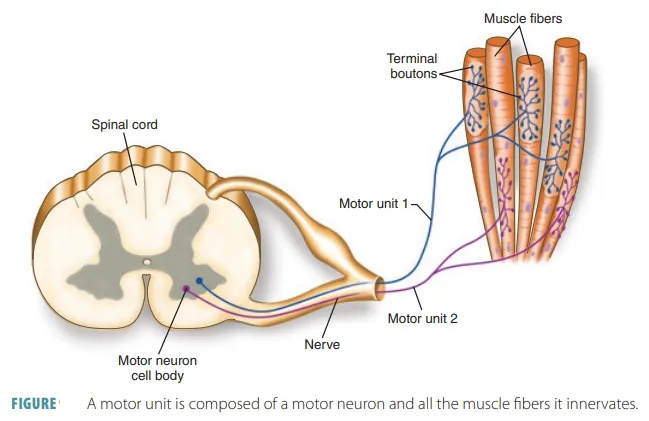 Diagram Of A Motor Unit