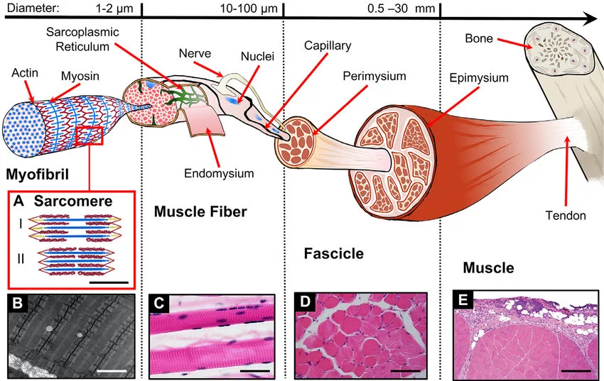 Diagram Showing The Hierarchical Structure Of A Skeletal Muscle