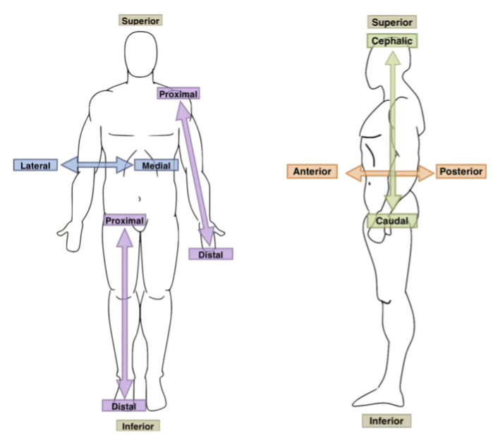 Directional Terms 1