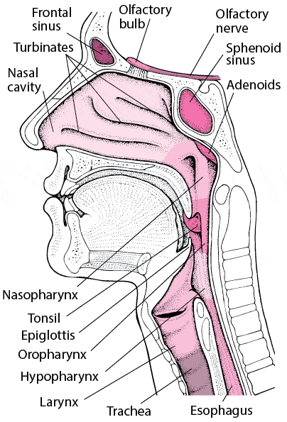 ENT Inside Nose Throat