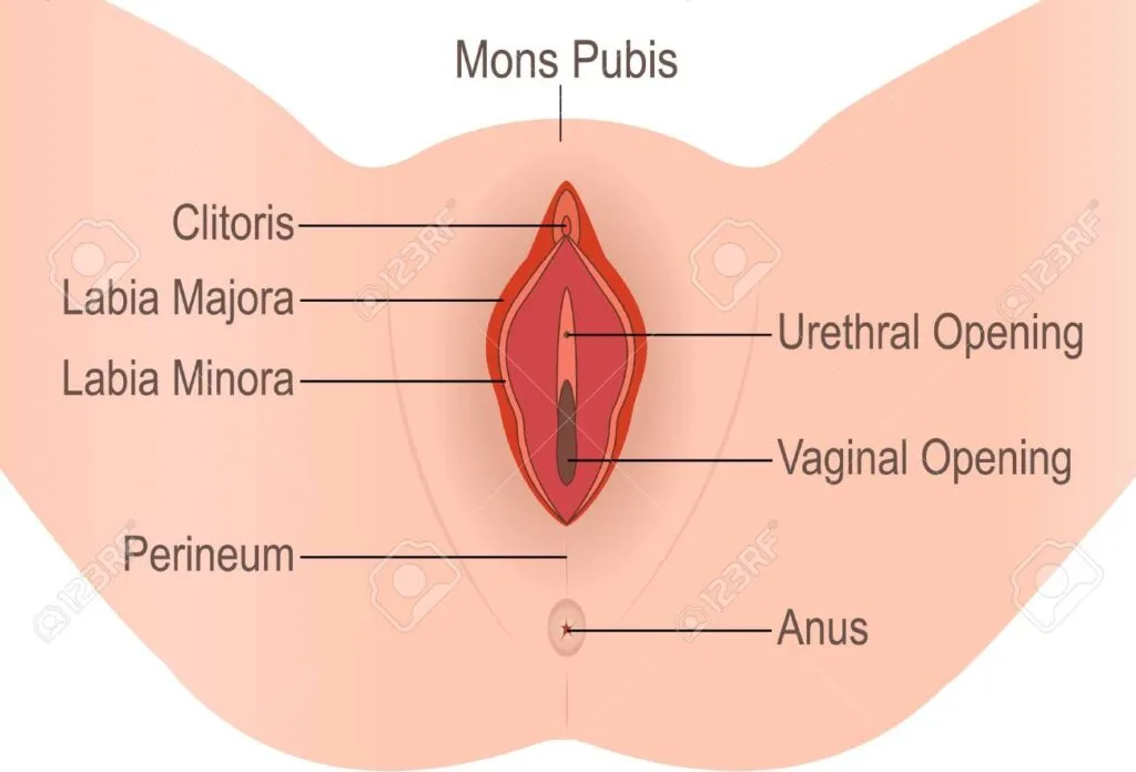 EXTERNAL GENITALIA E1705054659270