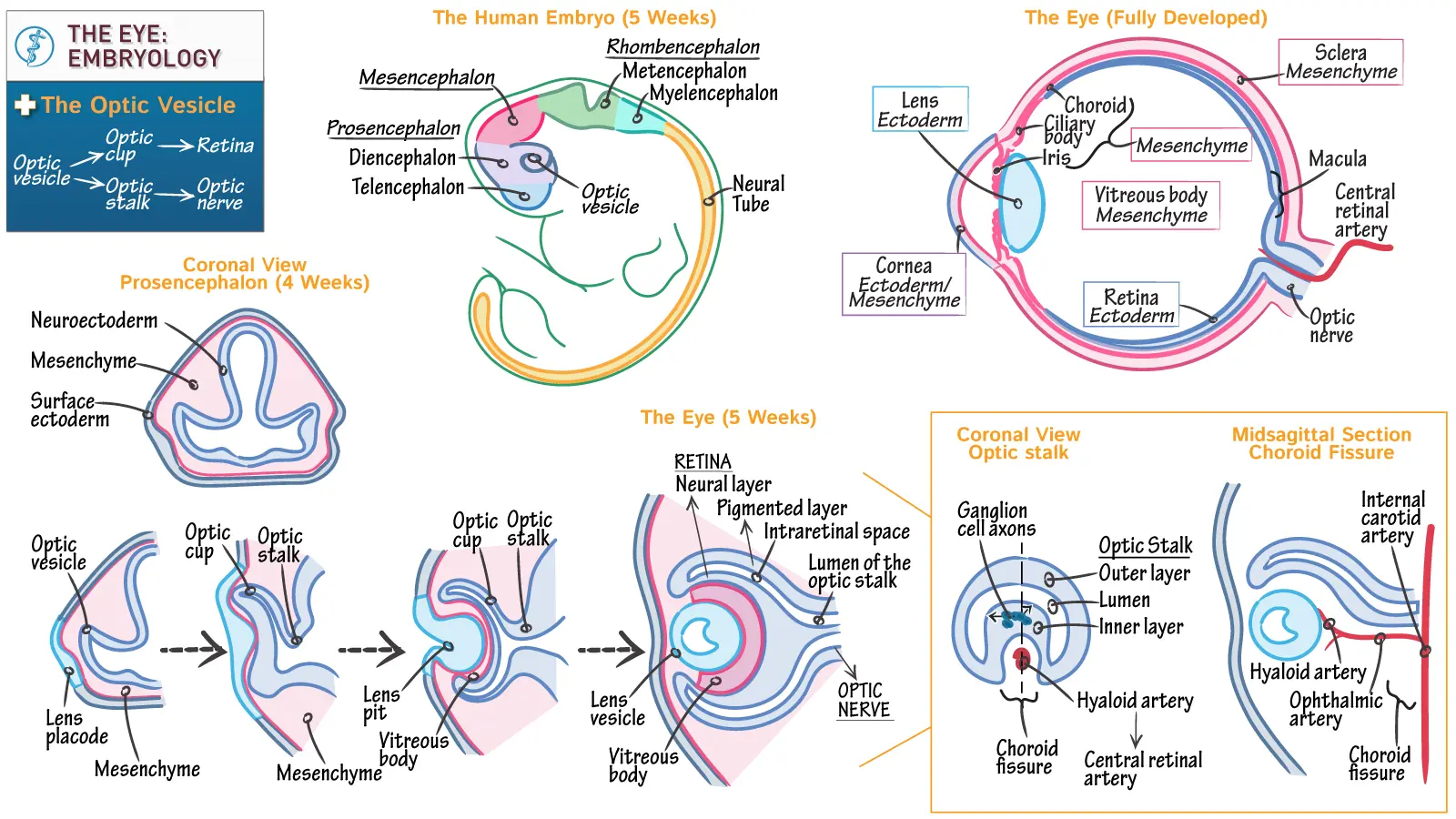 Embryology Of The Eye