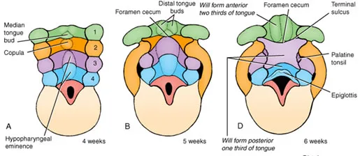 Embryology Of The Tongue