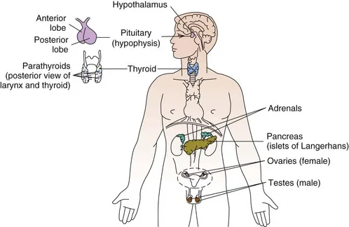 Endocrine And Metabolic Drugs