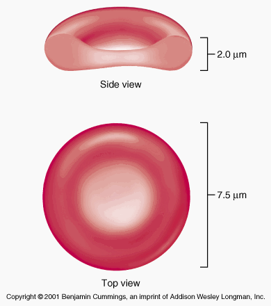 Erythrocytes Red Blood Cell Size