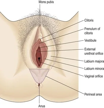 External Genitalia RH