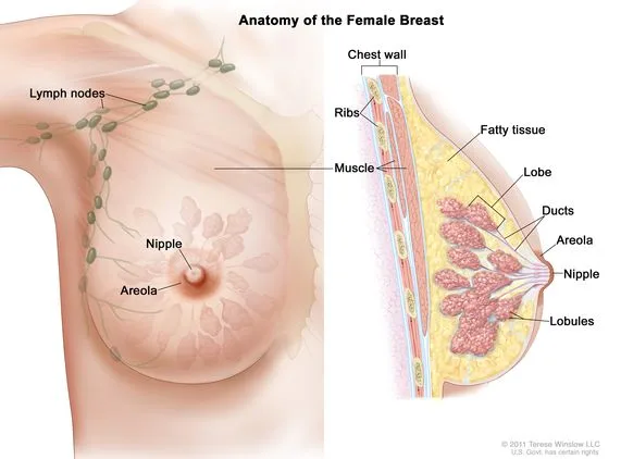 FEMALE BREAST MAMMARY GLAND