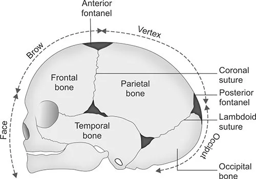 FETAL SKULL