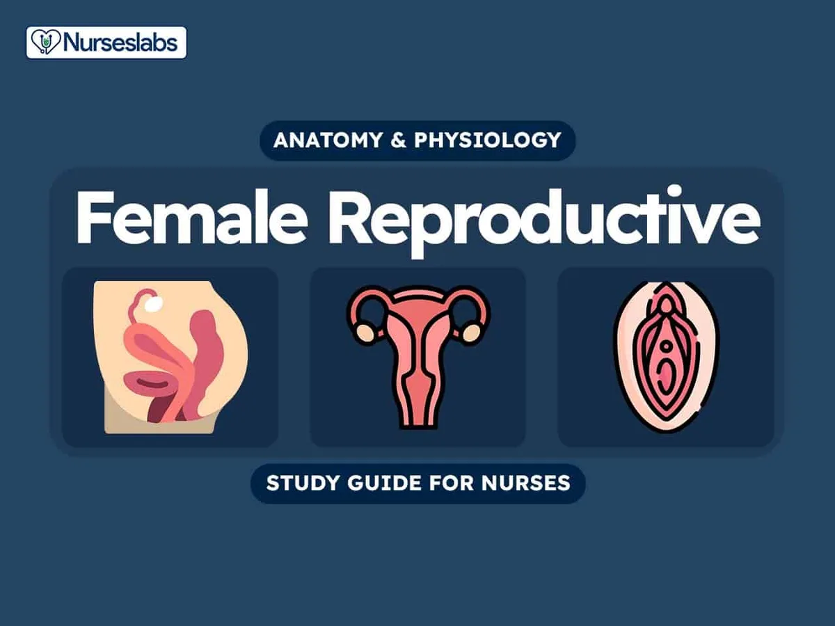 Female Reproductiev System Anatomy And Physiology Nursing Study Guide