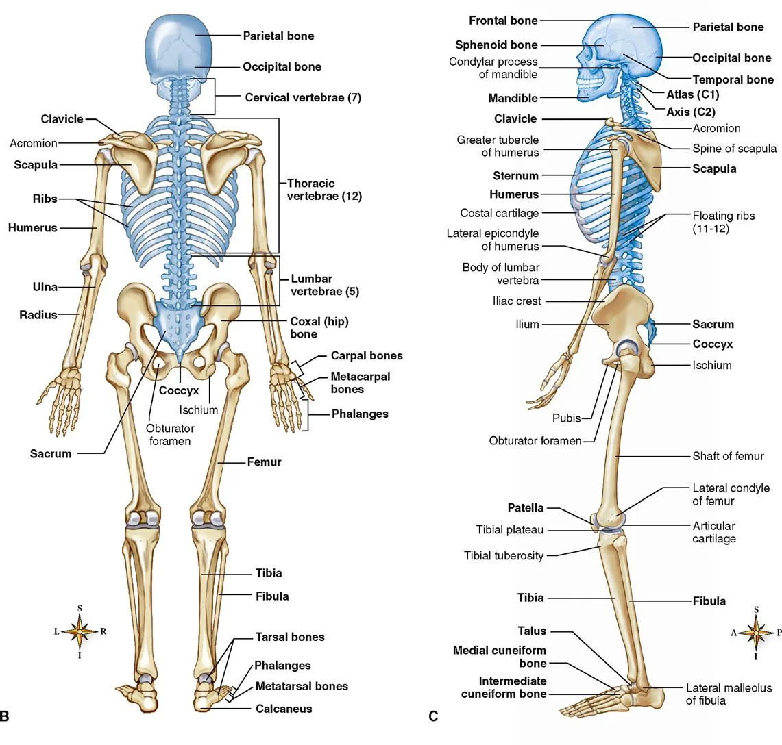 Full Anterior And Posterior Views Of The Human Skeleton With Major Bones And Key Joints Labeled