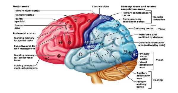 Functional Localization Of Cerebral Cortex