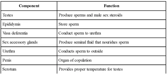 Functions Of Male Reproductive Organs