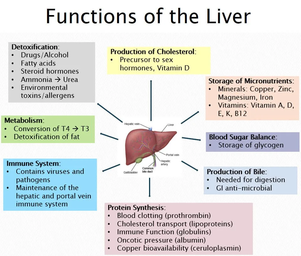 Functions Of The Liver