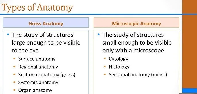Gross Macroscopic Anatomy E1758027325415