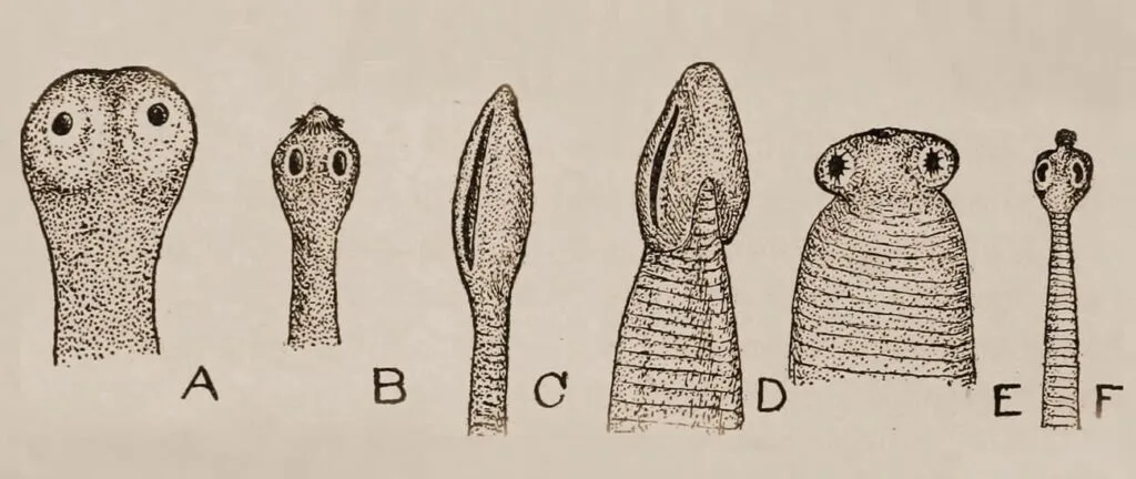 Helminthic Diseases Intestinal Worms 1 1 1 E1736825455127