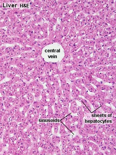 Histology Of The Liver 1