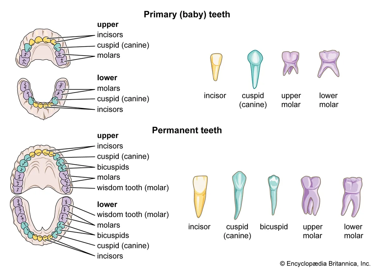 Humans Teeth Sets Lives Set Primary Baby