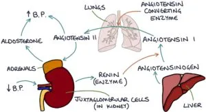 Hyperaldosteronism