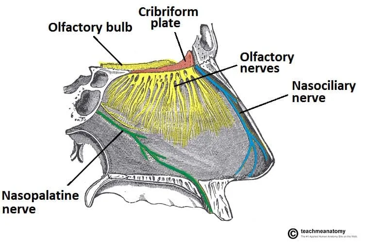 Innervation Of The Nasal Septum Olfactory Nasopalatine And Nasociliary Nerves