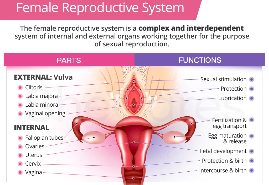 Internal And External Female Reproductive Organs E1705927870364