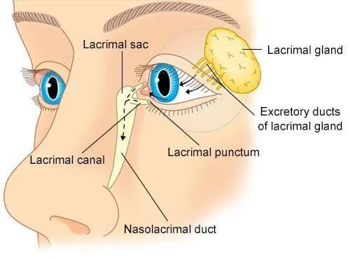 Lacrimal Gland
