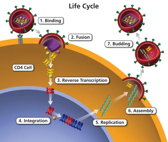 Life Cycle Of HIV 1