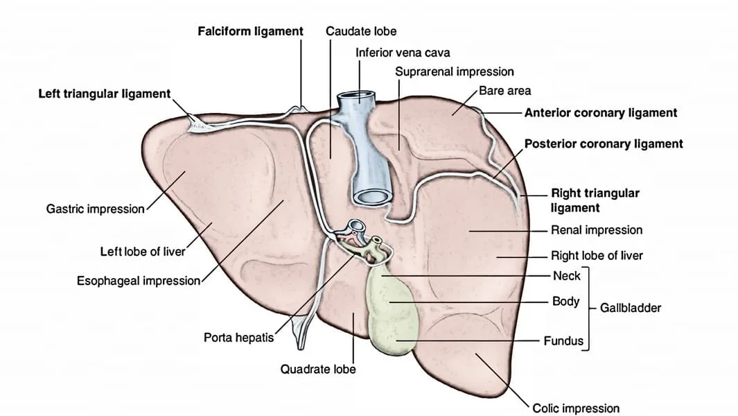 Ligaments Of The Liver 1