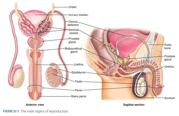 Male Reproductive System