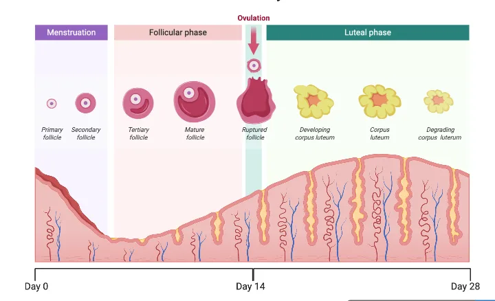 Menstrual Cycle Nurses Revision Uganda E1705163932850