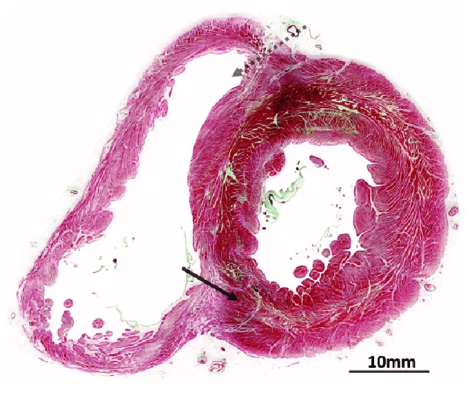 Microscopic Anatomy 1