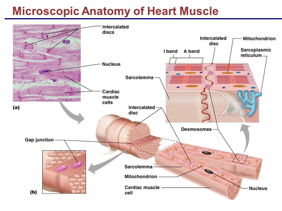 Microscopic View Of Cardiac Muscle Tissue
