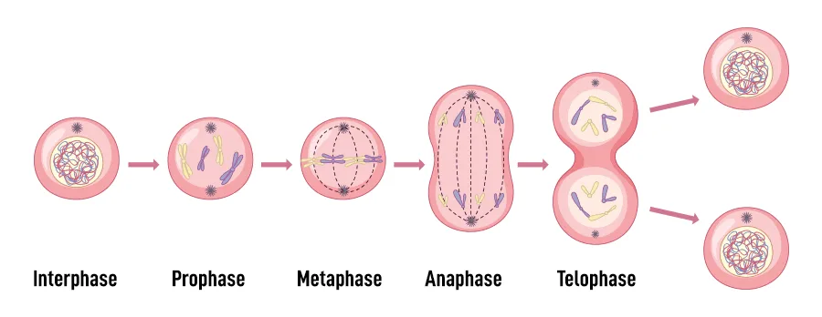 Mitosis 1