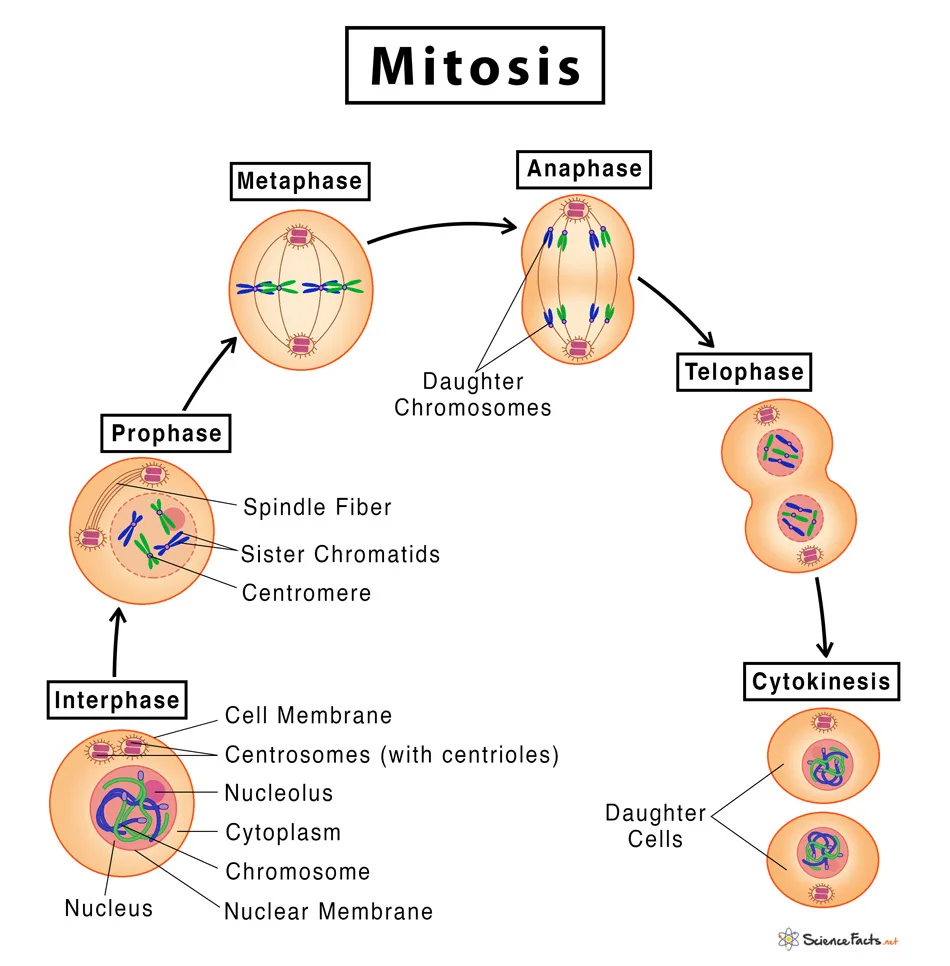 Mitosis Phases Diagram