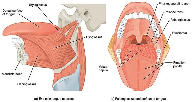Muscles Of The Tongue