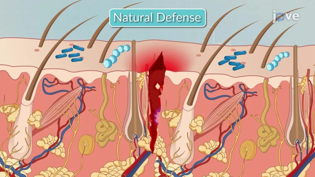 Natural Body Defence Mechanism 1