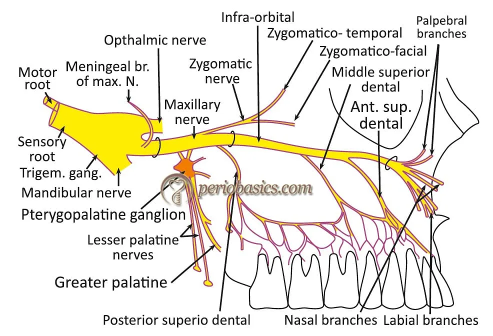 Nerve Supply Of The Gingivae 1
