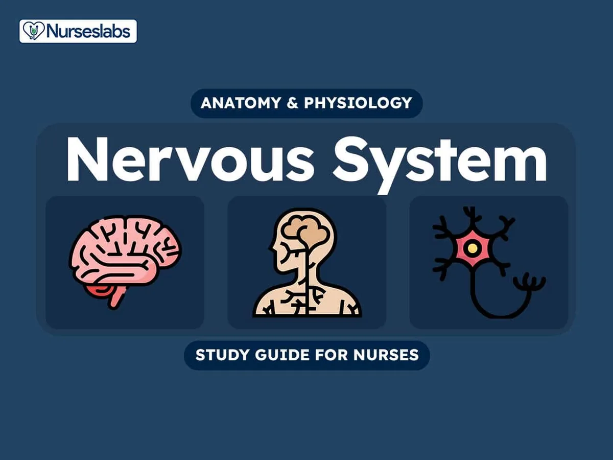 Nervous System Anatomy And Physiology Nursing Study Guide