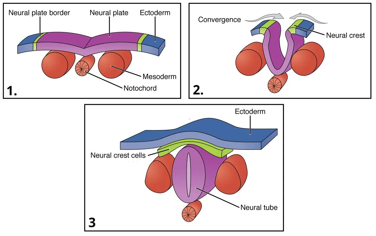 Neurulation Development Of The Central Nervous System