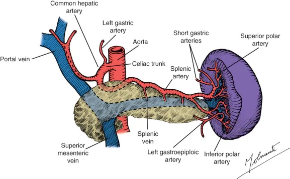Normal Spleen Anatomy And Physiology