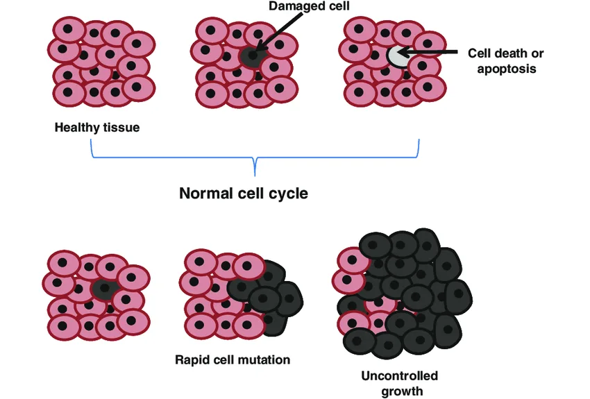 Normal Cell Cycle And Uncontrolled Division In Cells Leading To Formation Of Tumors
