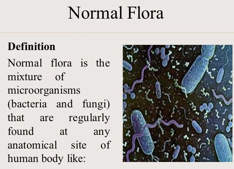 Normal Flora E1751608805818