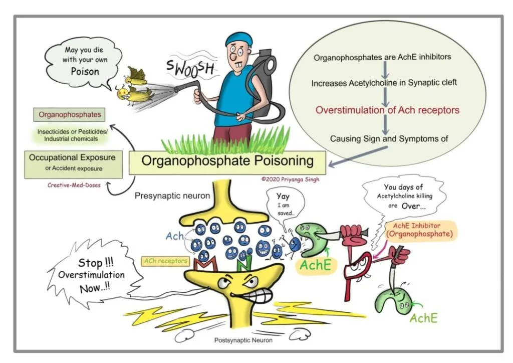 Organophosphates Poisoning Pathophysiology