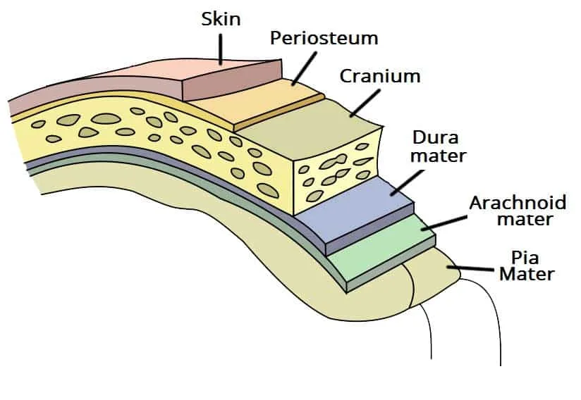 Overview Of The Meninges Of The Brain