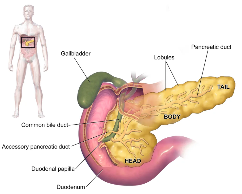 Pancreas 1