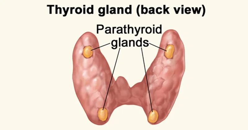 Parathyroid Glands